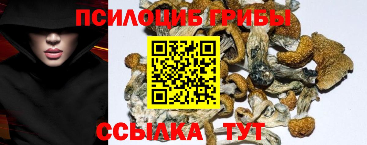Псилоцибиновые грибы Psilocybe Крымск